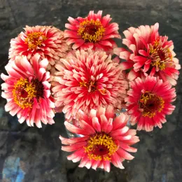 Bouquet of coral red flowers with white tips