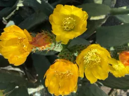 Photo: Water-retaining Opuntia, prickly pear cactus, by Laura Monczynski