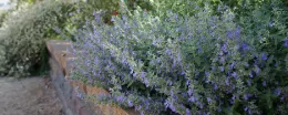 Photo: Fragrant catmint is wildly popular among cats and is generally considered safe, by Katie Hetrick, UC Davis Arboretum and Public Garden