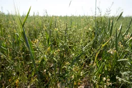 Cover crops in the cotton field. Photo by Paige Green. https://www.csuchico.edu/regenerativeagriculture/demos/fat-uncle-farms.shtml