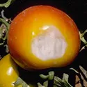 sun scald on a tomato