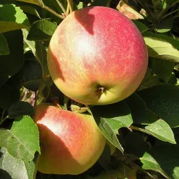 Fruits and nuts