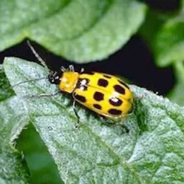Pests and diseases