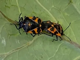 Two harlequin bugs mating on the underside of a green collard leaf, displaying bright orange and black markings.