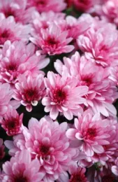 A close-up view of pink chrysanthemum flowers, with vibrant petals in varying shades of pink clustered together.