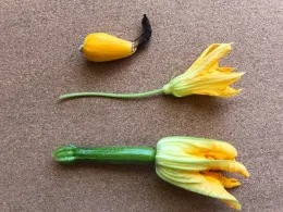 A small unpollinated baby squash at the top, a partially opened female squash flower in the middle, and a small green squash at the bottom, all arranged vertically on a light brown background.