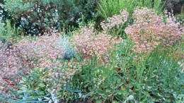 Red buckwheat (eriogonum grande v. rubescens), J. Alosi