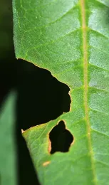 A tell-tale sign: a monarch caterpillar was here. (Photo by Kathy Keatley Garvey)