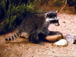 Juvenile racoon (Credit: L Fitzhugh)