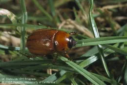 Adult masked chafer beetle (Credit: Jack Kelly Clark)