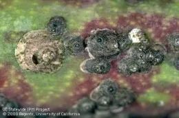 San Jose scales (Credit: Jack Kelly Clark)