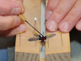 A close-up of a moth specimen pinning by Bohart Museum's Jeff Smith. (Photo by Kathy Keatley Garvey)