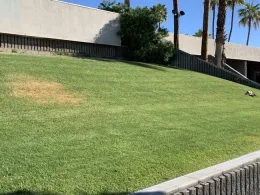 Figure 2. Brown spot on turf on a slow caused by uneven sprinkler coverage. (Credit: J Hartin)