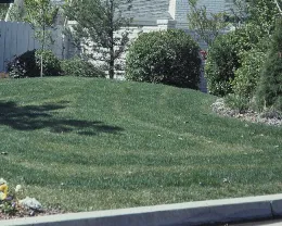 Figure 3. Turf damaged by uneven application of fertilizer. (Credit: J Hartin)