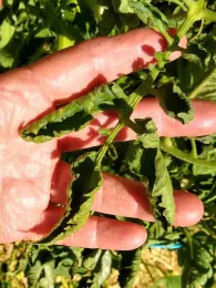Curled tomato leaves, Cheryl Cozad