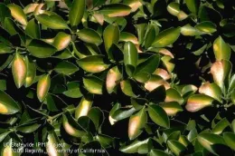 Sunburned leaves. (Jack Kelly Clark, UC IPM)