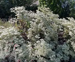 Giant Buckwheat in bloom, J. Alosi