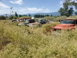 Dense stand of Perennial Pepperweed often overtake equipment, fences and low spots in the ground making herbicide treatment and clean-up treacherous.