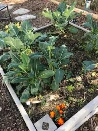 micah house veggie garden 1