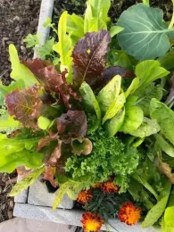 micah house veggie garden 2