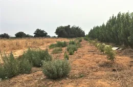 Elderberry row at farm A