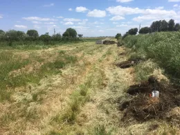 Elderberry row at farm C