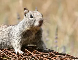 Ground squirrel