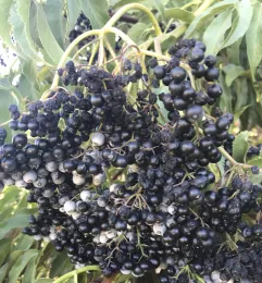 western blue elderberry