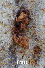 frass