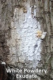 white-powdery-exudate