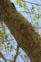 Source: BeaNobua-Behrmann, UCANR