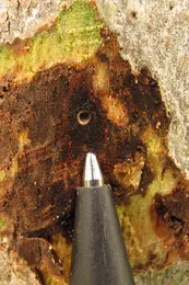 Source: Monica Dimson, UCANR