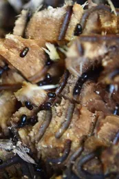 Source: Akif Eskalen, UCANR