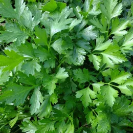 Parsley cropped UCANR