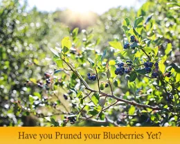 Featured Stories blueberries