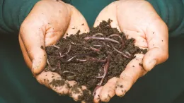Red wiggler worms turn kitchen scraps into a powerful soil amendment in a vermicomposting system. Photo: Sippakorn Yamkasikorn, Unsplash