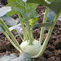 kohlrabi