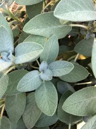 Close-up of overlapping sage leaves with a velvety texture and various shades of green.