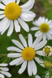 A close-up of chamomile flowers with white petals and yellow centers on a green background.