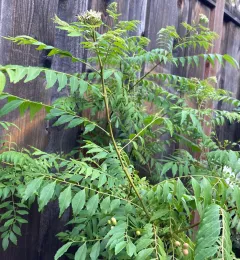 A lush curry leaf plant with green leaves and small white flowers, set against a textured wooden fence, showcasing vibrant foliage and developing fruits.