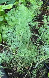 A vibrant dill plant with feathery green leaves growing in dark soil, surrounded by other green plants in a garden bed.