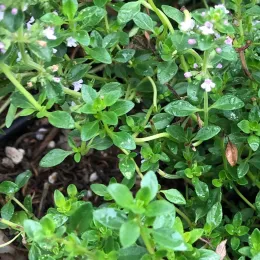 A dense cluster of English thyme with small, glossy green leaves and pale purple flowers, situated against dark soil.
