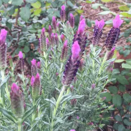 A cluster of French lavender with purple flower spikes and green leaves in a garden setting.