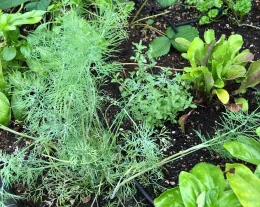 A close-up view of a vibrant herb garden featuring dill, oregano, and leafy greens, with rich soil and droplets of water on the leaves.
