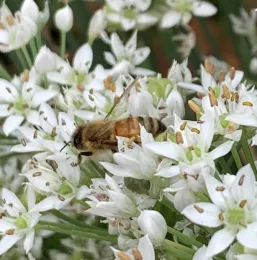 Close-up of a honeybee on garlic chive flowers, showcasing white star-shaped petals and the bee's brown and black body.