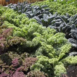 A colorful arrangement of different types of kale, featuring deep purple and bright green curly leaves, with variations in shades of green and blue in the background.