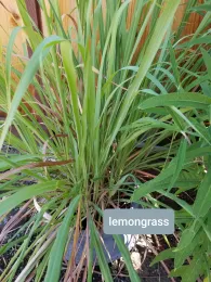 A dense cluster of lemongrass with long green leaves, some with brown tips, growing in a dark pot next to a wooden fence.