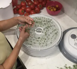 A person placing sprigs of French thyme onto a white food dehydrator tray, with ripe red tomatoes and a pink bowl of cherry tomatoes in the background.