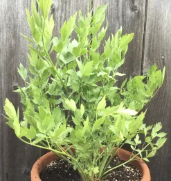 A lush lovage plant with glossy green leaves in a terracotta pot, set against a weathered wooden background.