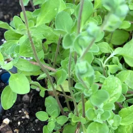 Close-up of a marjoram plant with vibrant green leaves and reddish-brown stems, growing in dark soil.
